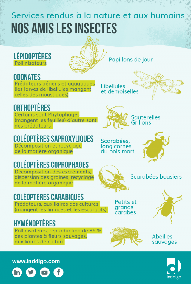 Infographie pour expliquer les services rendus par les insectes à la nature et aux humains 