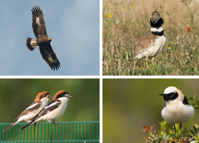 4 espèces d'oiseaux impactés par la production d'énergies renouvelables
